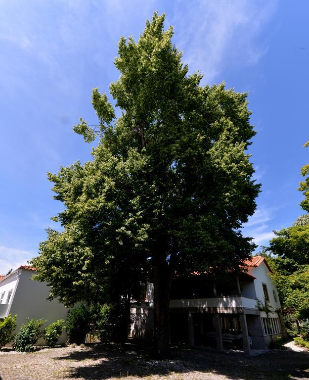 ויזלה Casa Da Vila מראה חיצוני תמונה